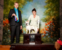 French Bulldog #11 Sun BOB Debra Ewart D Pamela Bale Judge Troy Dargin