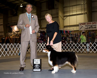Australian Shepherd #5 Fri SD Hall Sheila and Don and Joyce Siddall Judge Bart Miller