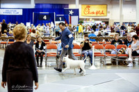Bull Terrier White Fri Ring