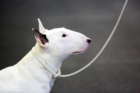 White American Bred Bitch Sat Ring