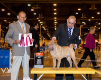 Chinese Shar-Pei #17 Wed BOS Gonzales Alejandro M & Elizabeth Ann Brown Judge Dr Robert A Indeglia