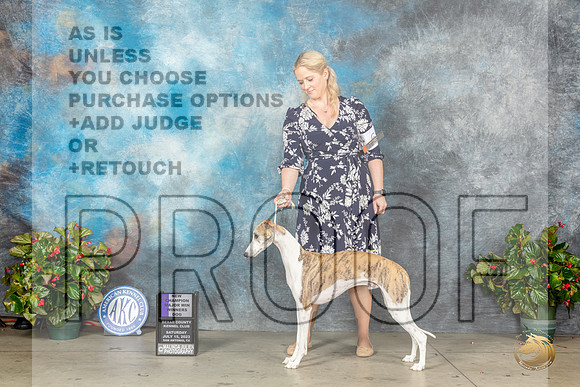 Whippet #7 Sat WDMCH Judge Helene NietschMJP_8667_SA2023_HR3