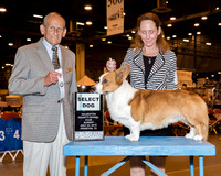 Cardigan Welsh Corgi #7 Sun SD Crump Diane Agent Eileen M Kosakowski Judge Dr Robert A Indeglia