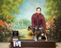 American Bully Sun Reserve Best Male Austin Stevenson