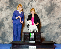 West Highland White Terrier #16 Wed Best in Sweeps Davis Darlene Judge Jane Engemann