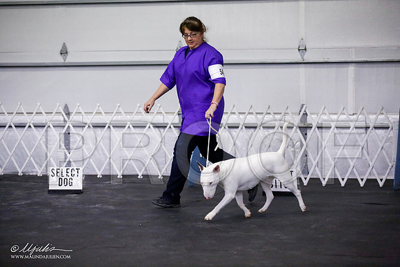 _JJ_3573-BullTerrierAzilApr2016-HR3