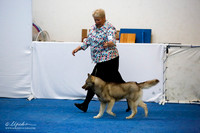 Puppy Sweeps 6-9 Bitch Sat Ring