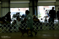 Finnish Spitz Canton Oct 2013