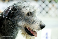 Irish Wolf Hound Sun Ring Group
