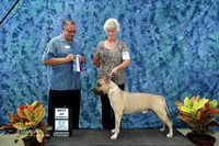 American Pit Bull Terrier#769 Sun S1 Kirsten Salvito Hutto Sep 2013