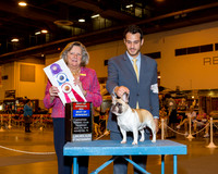 French Bulldog #10 Thrs BOW BOS Oneill Tommy & Noah Millsap Judge Mrs Sari Brewster Tietjen