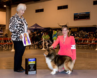 Shetland Sheepdog #44 Fri BOB Dody Patricia A & Guy A &  Thelma J Mauldin Judge Mrs Keke Kahn