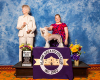 Chinese Crested #15 SD King Linda Judge Mrs Sharon Newcomb