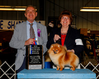 Pomeranian #6 Sat NC Maj BOW Acker Teresa Judge Desmond Murphy
