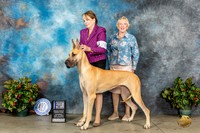 Great Dane #20 Sat BOW Judge Grace Fritz