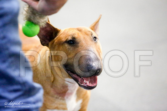 _JJ_2866-BullTerrierAzilApr2016-HR3