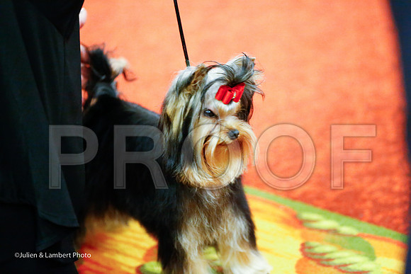 _JJ_6381-YorkieNatJul2016-HR