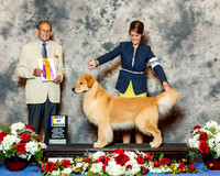 Golden Retriever #89 Thrs BOB Keen Debra Agent Rebecca Heimann Judge Mr Robert A Indeglia