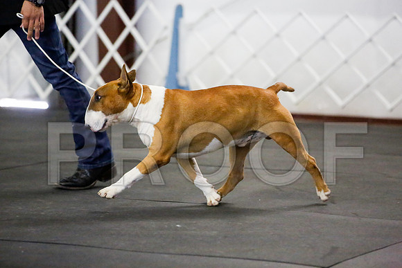 _JJ_3833-BullTerrierAzleApr2016-HR3