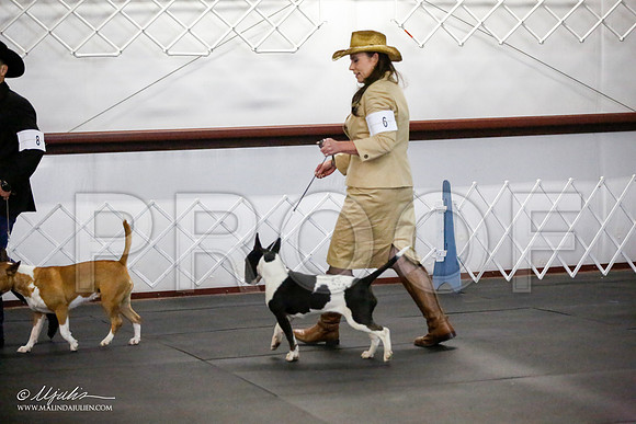_JJ_2248-BullTerrierAzilApr2016-HR3
