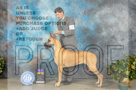Great Dane #12 Fri BOB Judge Nikki RiggsbeeMJP_7977_SA2023_HR3