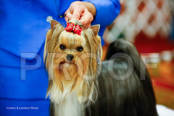 _JJ_7177-YorkieNatJul2016-HR