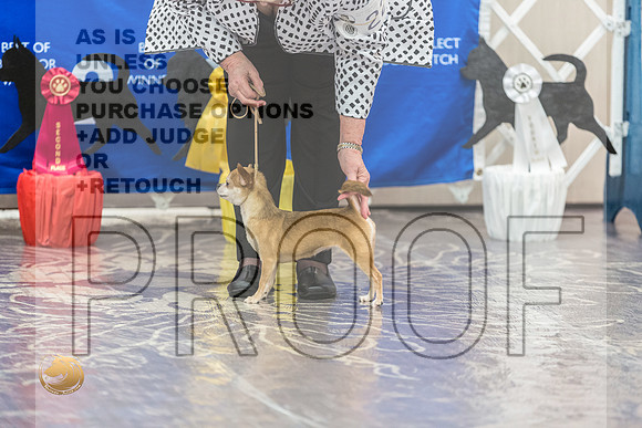 Chihuahua Smooth #22 FriJJL_3740_HstnTOY_2022_HR3