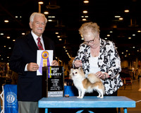 Chihuahua Long Coat #10 Fri bOV Gentile Bob Judge Norman Patton