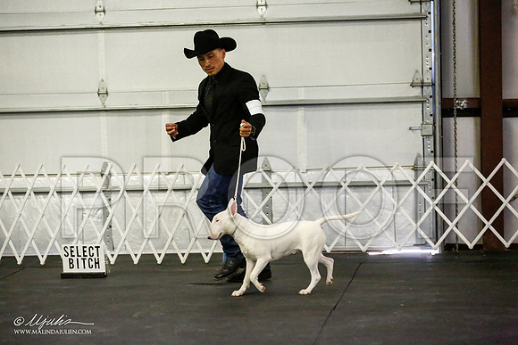 _JJ_3447-BullTerrierAzilApr2016-HR3