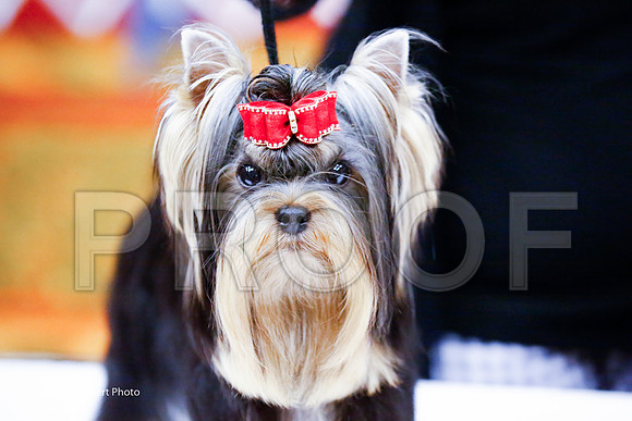 _JJ_7703-YorkieNatJul2016-HR
