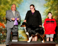 Australian Shepherd Sat S1 Best Male Carol Harvey
