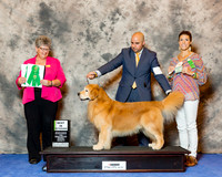 Golden Retriever #33 Wed Best Vet Sherry Pamela and Richard And B Bischoff and B Johnson Agent Brianna Bischoff Judge Nancy Talbott