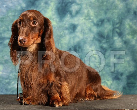 DachsL-6591-Amrillo13
