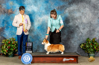 Pembroke Welsh Corgi #18 Sat BOBGCH Judge Dr Antonio Molina