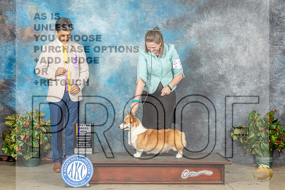 Pembroke Welsh Corgi #18 Sat BOBGCH Judge Dr Antonio MolinaMJP_8822_SA2023_HR3