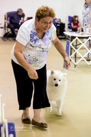 American Eskimo Show 1 Sat Ring Alaskan Klee Kai Hutto July 2013
