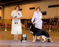 German Shepherd Dog #23 Wed Best Puppy Tripp Mary Judge Danelle Brown