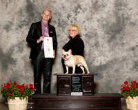 French Bulldog #29 Sun OH G4 Hill Jennifer Breanne And Ruby Sisk Judge Troy Dargin