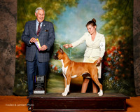 Boxer #6 Sun BOB Carbine Donna And Bonnie Wagman Judge Brian Meyer