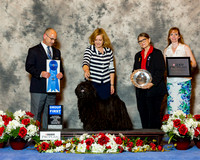 Pulik #5 Sun G1 Charles E & J Beaudoin & L Pitts & P Kelly & S Huebner Linda Pitts AKC Registered Handler Judge Mr Harry H Schulman