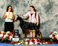 Doberman Pinscher J753 Sat Best Junior Claggett Ashlee & Susan & Charles Judge Ms Gail Miller Bisher