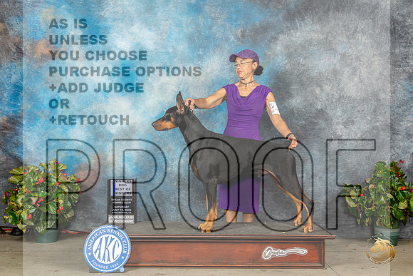 Doberman Pinscher #35 Sat BOW Judge Grace FritzMJP_9160_SA2023_HR3