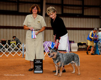 Australian Cattle Dog #7 Sun NC BOW Scott Korey and Christi Judge Danelle Brown