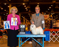 Maltese #7 Thrs BOB Canada Jessica & Terrie Agent Dan L Haley Judge Mrs Vicki L Abbott