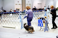 Shetland Sheepdog #94 Fri Utility A Ring Judy Sherman