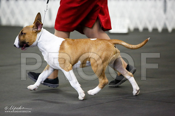 _JJ_0474-BullTerrierAzilApr2016-HR3