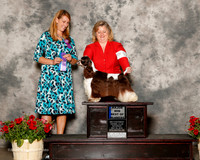 Cocker Spaniel Parti #12 Sat Maj BOW Salow Rebecca Judge Marla Doheny