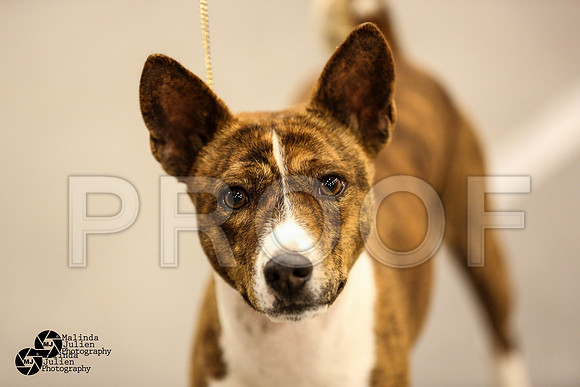 Bas-Hound Group Ring Sat-7