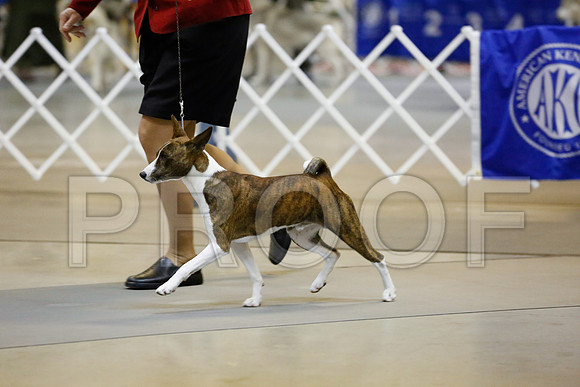 Basenji-2367-Amrllo13-HR