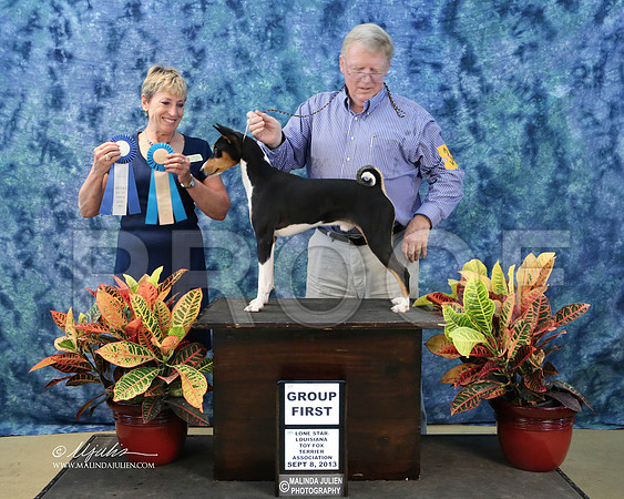 Basenji-6614